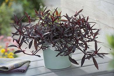 《漫威蜘蛛侠：复刻版》PC首个更新发布 修复光追崩溃